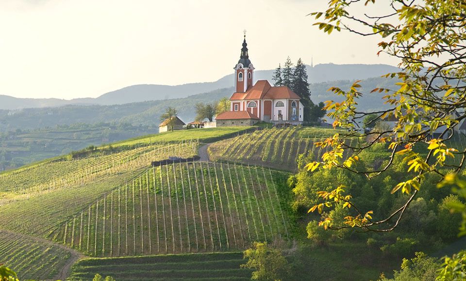 Vivodina wine road